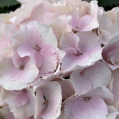 Fusion